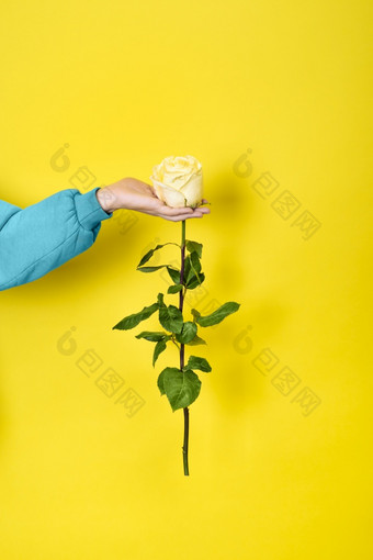 女<strong>手持</strong>有白色玫瑰花浪漫的礼物概念白色玫瑰花手孤立的黄色的背景女<strong>手持</strong>有白色玫瑰花浪漫的礼物概念白色玫瑰花手孤立的黄色的背景