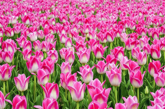 美丽的场粉红色的品红色的郁金香关闭春天背景与温柔的郁金香粉红色的花背景美丽的场粉红色的品红色的郁金香关闭春天背景与温柔的郁金香粉红色的花背景