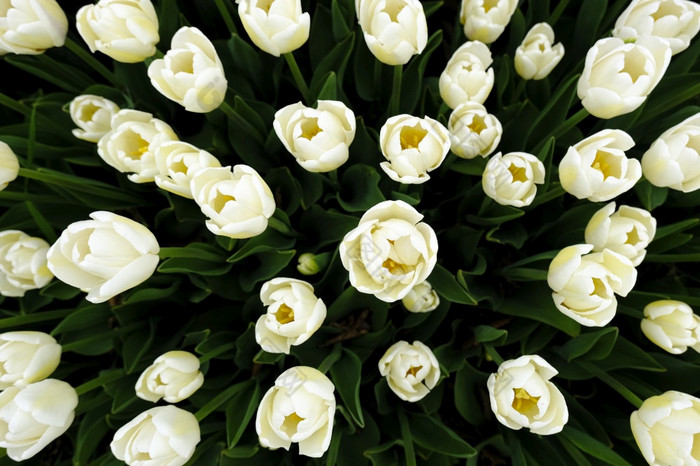 前视图美丽的场白色郁金香关闭春天背景与温柔的郁金香白色花背景前视图美丽的场白色郁金香关闭春天背景与温柔的郁金香白色花背景