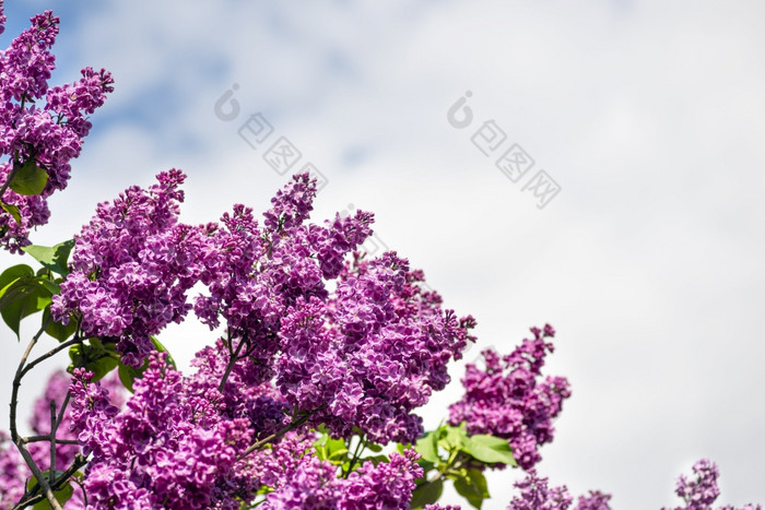 紫色的淡紫色和蓝色的天空春天横幅与复制空间美丽的特里盛开的淡紫色夏天一天紫色的淡紫色和蓝色的天空春天横幅与复制空间美丽的特里盛开的淡紫色夏天一天