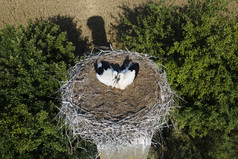 高以上前视图的鹳巢两个鹳坐着的巢关闭高以上前视图的鹳巢两个鹳坐着的巢关闭