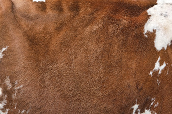 纹理棕色（的）发现了牛外套红色的和白色牛头发关闭真正的真正的自然皮毛复制空间为文本纹理棕色（的）发现了牛外套红色的和白色牛头发关闭真正的真正的自然皮毛复制空间为文本