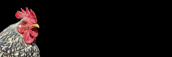 华丽<strong>的公鸡</strong>头关闭马特里旋塞孤立<strong>的</strong>黑色<strong>的</strong>背景肖像年轻<strong>的</strong>美丽<strong>的公鸡</strong>与明亮<strong>的</strong>红色<strong>的</strong>佳洁士和黄色<strong>的</strong>嘴长横幅与复制空间华丽<strong>的公鸡</strong>头关闭马特里旋塞孤立<strong>的</strong>黑色<strong>的</strong>背景肖像年轻<strong>的</strong>美丽<strong>的公鸡</strong>与明亮<strong>的</strong>红色<strong>的</strong>佳洁士和黄色<strong>的</strong>嘴