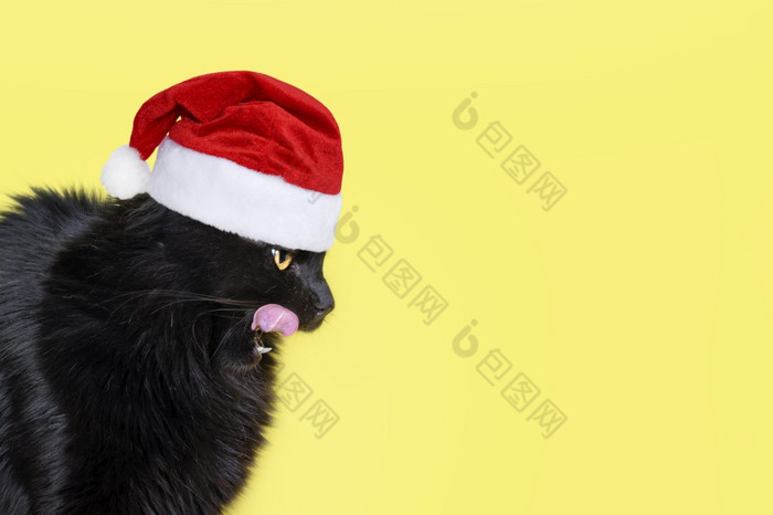 有趣的黑色的毛茸茸的猫红色的圣诞老人老人他舔他的嘴唇可爱的毛茸茸的猫舔嘴唇新一年圣诞节横幅与复制空间为文本有趣的黑色的毛茸茸的猫红色的圣诞老人老人他舔他的嘴唇可爱的毛茸茸的猫舔嘴唇新一年圣诞节横幅与复