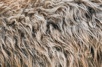 关闭棕色（的）和灰色的野生厚尾羊皮毛动物皮毛横幅关闭棕色（的）和灰色的野生厚尾羊皮毛动物皮毛横幅