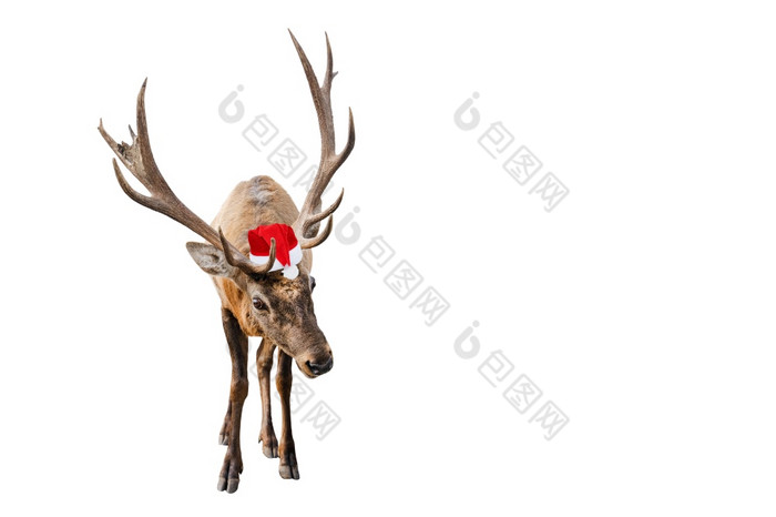 有趣的红色的鹿与巨大的角圣诞节圣诞老人他孤立的白色背景鹿新一年象征横幅与复制空间有趣的红色的鹿与巨大的角圣诞节圣诞老人他孤立的白色背景鹿新一年象征横幅与复制空间