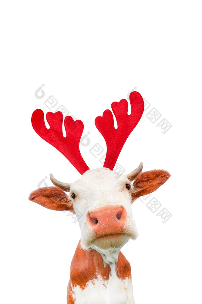 圣诞节有趣的牛孤立的白色背景牛肖像圣诞节驯鹿鹿角头巾圣诞节有趣的牛孤立的白色背景牛肖像圣诞节驯鹿鹿角头巾