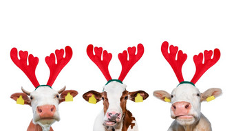 圣诞节有趣的牛孤立的白色背景肖像三个牛圣诞节驯鹿<strong>鹿角</strong>头巾圣诞节有趣的牛孤立的白色背景肖像三个牛圣诞节驯鹿<strong>鹿角</strong>头巾