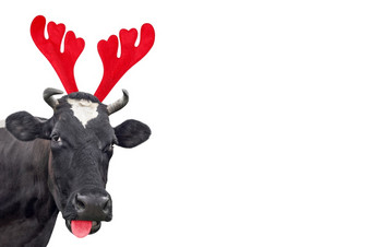 圣诞节有趣的黑色的和白色发现了牛肖像孤立的白色背景牛<strong>卡住</strong>了出粉红色的舌头肖像圣诞节驯鹿鹿角头巾圣诞节有趣的黑色的和白色发现了牛肖像孤立的白色背景牛<strong>卡住</strong>了出粉红色的舌头肖像圣诞节驯鹿鹿角头巾