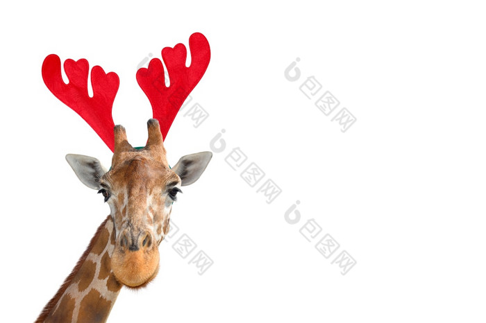 非常有趣的长颈鹿头圣诞节驯鹿鹿角头巾孤立的白色背景有趣的长颈鹿肖像孤立的有趣的长颈鹿圣诞老人概念横幅与复制空间非常有趣的长颈鹿头圣诞节驯鹿鹿角头巾孤立的白色背景有趣的长颈鹿肖像孤立的有趣的长颈鹿圣诞老