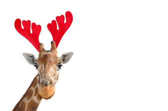非常有趣的长颈鹿头圣诞节驯鹿鹿角头巾孤立的白色背景有趣的长颈鹿肖像孤立的有趣的长颈鹿圣诞老人概念横幅与复制空间非常有趣的长颈鹿头圣诞节驯鹿鹿角头巾孤立的白色背景有趣的长颈鹿肖像孤立的有趣的长颈鹿圣诞老
