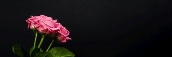 温柔的粉红色的玫瑰花束孤立的黑暗背景时尚的横幅为情人节一天国际女人的一天母亲一天温柔的粉红色的玫瑰花束孤立的黑暗背景时尚的横幅为情人节一天国际女人的一天母亲一天