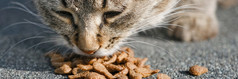宠物横幅无家可归的人猫吃食物从的地面宠物横幅无家可归的人猫吃食物从的地面