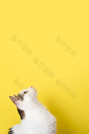 好奇的猫看孤立的<strong>黄色</strong>的背景宠物海报与复制空间有趣的猫肖像长垂直<strong>横幅</strong>好奇的猫看孤立的<strong>黄色</strong>的背景宠物海报与复制空间有趣的猫肖像长垂直<strong>横幅</strong>