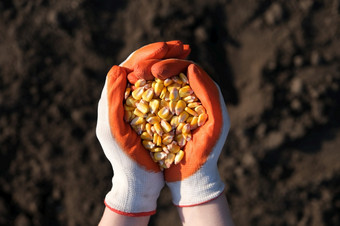 手保护手套完整的玉米背景黑色的<strong>地球</strong>的概念收获<strong>播种</strong>公司农业手保护手套完整的玉米背景黑色的<strong>地球</strong>的概念收获<strong>播种</strong>公司农业