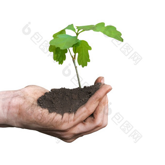 关闭视图的手掌持有橡木树苗植物的手孤立的白色背景哪的环境生态概念关闭视图的手掌持有橡木树苗植物的手孤立的白色背景哪的环境生态概念