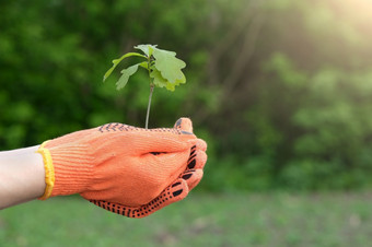关闭视图的手掌持有橡木树苗植物的手保护手套哪的环境生态概念关闭视图的手掌持有橡木树苗植物的手保护手套哪的环境生态概念