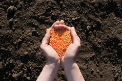 手掌完整的小扁豆背景黑色的地球的概念收获播种公司农业全球食物危机手掌完整的小扁豆背景黑色的地球的概念收获播种公司农业全球食物危机