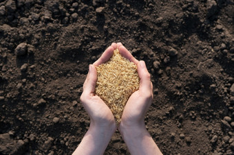 手掌完整的大米背景黑色的地球的概念收获播种公司农业全球食物危机手掌完整的大米背景黑色的地球的概念收获播种公司农业全球食物危机