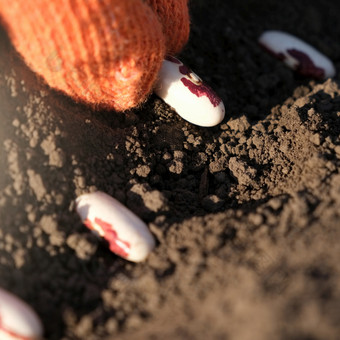 关闭农民手保护手套种植豆种子的地面种植种子的地面播种公司农业概念关闭农民手保护手套种植豆种子的地面种植种子的地面播种公司农业概念