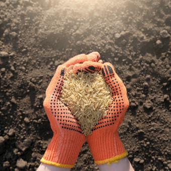 手保护手套完整的大米背景黑色的地球的概念收获播种公司农业全球食物危机手保护手套完整的大米背景黑色的地球的概念收获播种公司农业全球食物危机