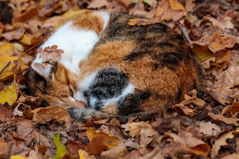 红色的猫隐藏的秋天秋天<strong>可爱</strong>的国内动物叶子美丽的基蒂肖像黄色的公园<strong>可爱</strong>的<strong>橙</strong>色自然外红色的猫隐藏的秋天秋天国内动物