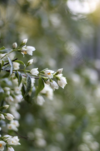 茉莉花开花绿色<strong>白色</strong>模糊背景茉莉香水植物花园特写镜头茉莉花分支花束春天布鲁姆摘要孤立的txture与<strong>花瓣</strong>茉莉花开花绿色<strong>白色</strong>模糊背景