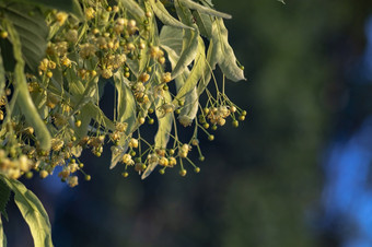 林登开花<strong>背景绿色</strong>树叶<strong>医疗</strong>植物新鲜的花瓣和树叶分支特写镜头自然Herbal治疗开花春天一天林登树开花<strong>背景绿色医疗</strong>植物