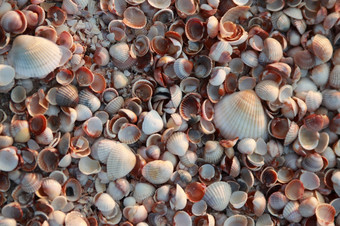 海贝背景美丽的海壳牌模式小小划艇纹理特写镜头海滩seashelles的海滨各种变形棕色（的）贝类成本漂亮的各种各样的扇贝混合海贝背景美丽的海壳牌模式