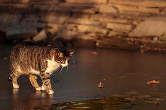 猫冻水穿越海峡可爱的国内动物可爱的猫肖像冰年轻的街猫公园晚些时候秋天一个可爱的小猫在户外有趣的动物猫冻水穿越海峡可爱的国内