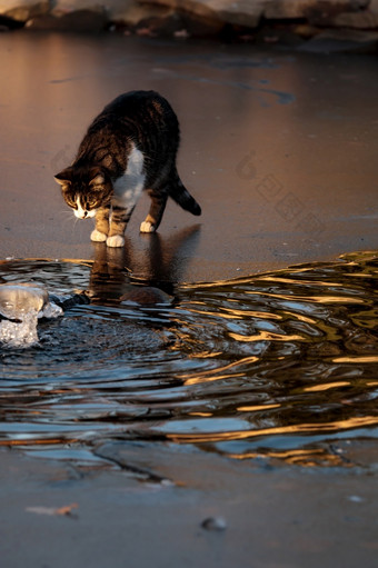 猫冻水穿越海峡可爱的国内动物可爱的猫肖像冰年轻的街猫公园晚些时候秋天一个可爱的小猫在户外有趣的动物猫冻水穿越海峡可爱的国内