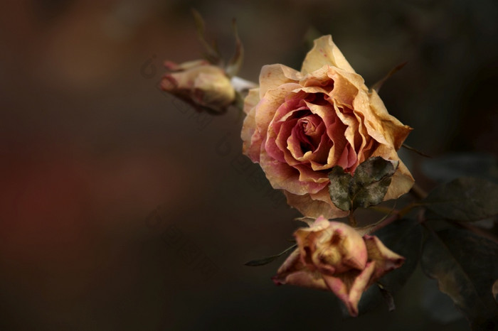 冻玫瑰花冷淡的花园植物秋天黑色的背景花宏与叶和粉红色的花瓣10月死亡开花装饰冻玫瑰花冷淡的花园植物秋天
