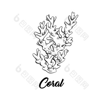 珊瑚<strong>黑色</strong>的墨水手画插图海洋生活海礁生态系统野生动物单色雕刻水族馆装饰潜水潜水浮潜俱乐部标志<strong>海报</strong>横幅设计元素珊瑚<strong>黑色</strong>的和白色插图