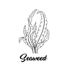 海藻黑色的和白色向量插图热带水下植物区系海底植物徒手画的草图水族馆装饰昆布属植物藻类健康的食物成分海洋产品商店标志海藻黑色的墨水向量插图