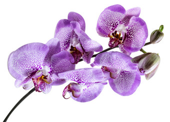 分支紫色的兰花花孤立的白色背景关闭视图热带花分支紫色的兰花花孤立的白色背景