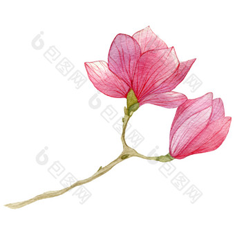 <strong>春天</strong>背景与<strong>水彩</strong>木兰flowerhand画插图<strong>春天</strong>背景与<strong>水彩</strong>木兰flowerhand画植物插图