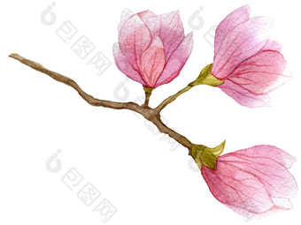 水彩盛开的分支木兰树与三个花手画植物插图水彩盛开的分支木兰树与三个花手画植物插图