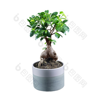 室内植物热带榕属植物microcarpa<strong>人参</strong>粘土能孤立的白色背景室内植物热带榕属植物microcarpa<strong>人参</strong>孤立的白色背景