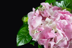 粉红色的和白色绣球花与叶子黑色的背景前视图和复制空间前视图粉红色的和白色绣球花黑色的背景