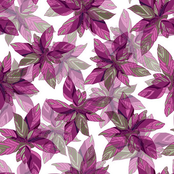 苋属植物模式明亮的夏天花模式紫色的向量插图植物插图苋属植物模式明亮的夏天花模式紫色的向量插图植物插图
