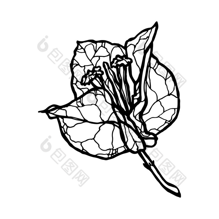 单色向量集卡梅利亚花叶子花属花手画插图线条花画盛开的详细的花元素为设计