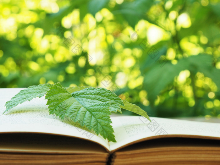 大绿色叶树莓的展开老书模糊背景