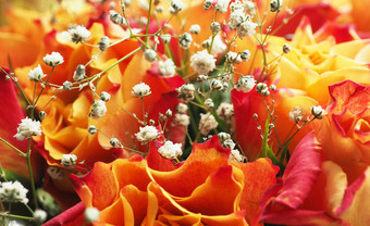 背景和纹理花束红橙色玫瑰与满天星