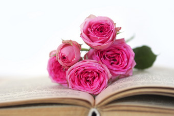 美丽的粉红色的牡丹玫瑰味蕾开放老书复制空间