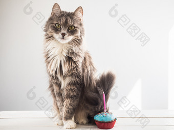 可爱的毛茸茸的灰色的小猫和节日蛋糕与一个蜡烛白色孤立的背景庆祝的生日你的宠物有爱心的为动物可爱的小猫和节日蛋糕
