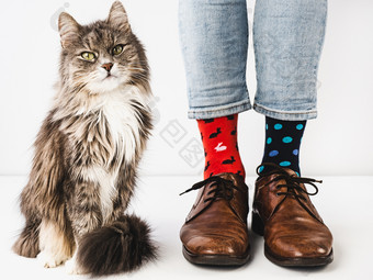 迷人的灰色的小猫和但rsquo腿时尚的鞋子蓝色的裤子和明亮的色彩斑斓的袜子白色孤立的背景特写镜头工作室照片概念生活方式有趣的和优雅迷人的小猫和但rsquo腿工作室照片