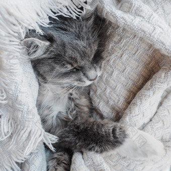 可爱的灰色的毛茸茸的小猫轻轻睡觉白色面纱可爱的灰色的毛茸茸的小猫轻轻睡着了
