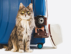 迷人的毛茸茸的小猫时尚的手提箱古董相机和太阳他白色孤立的背景特写镜头准备为的夏天旅行迷人的毛茸茸的小猫时尚的手提箱和古董相机