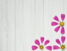 粉红色的花瓣美丽的花铺设出白色木表格前视图特写镜头孤立的祝贺你假期为爱的亲戚朋友和的同事们粉红色的花瓣美丽的花