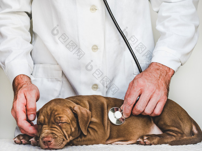 年轻的迷人的小狗的接待的兽医医生特写镜头孤立的背景工作室照片概念哪教育培训和提高动物年轻的迷人的小狗和兽医医生特写镜头